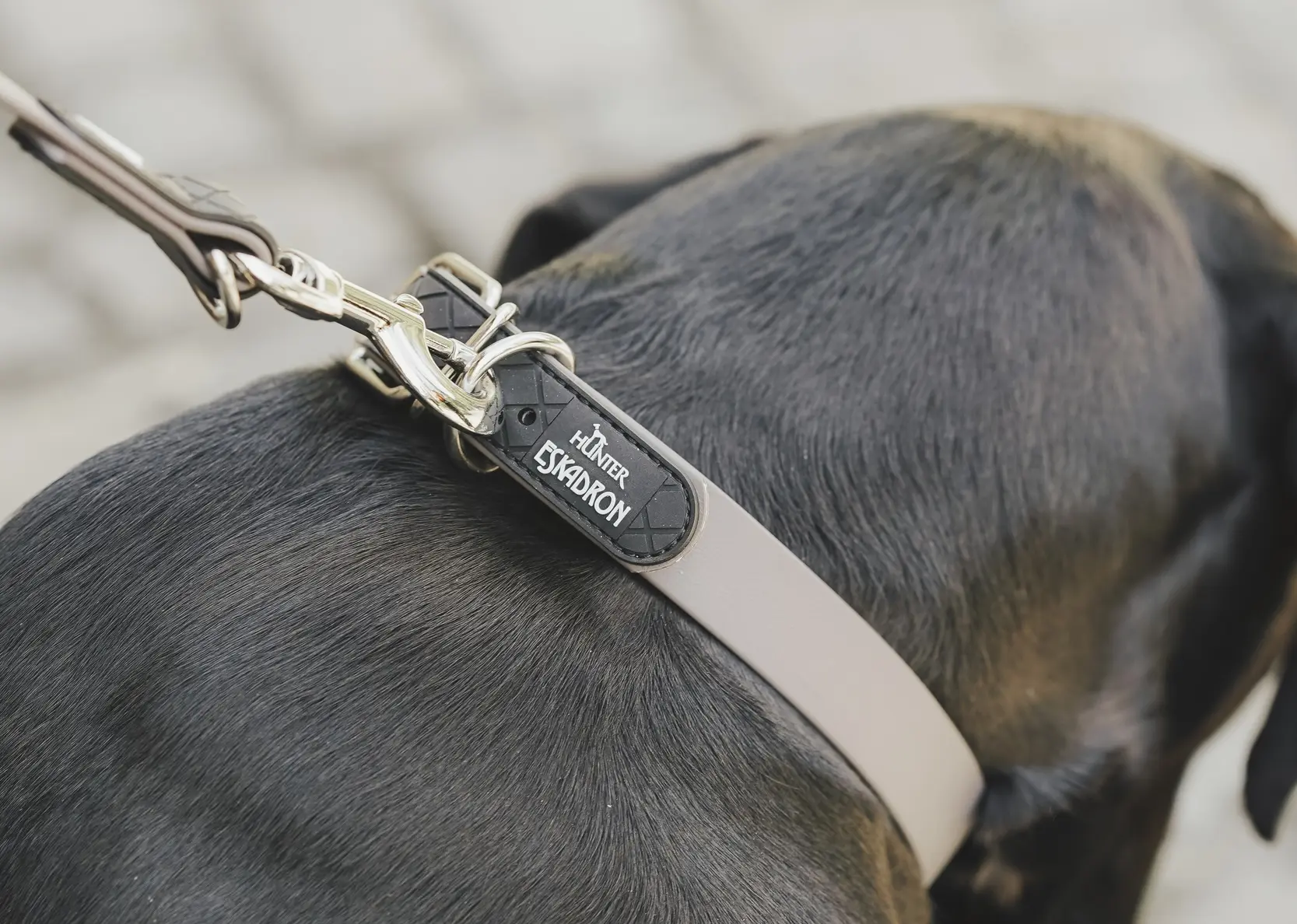 ESKADRON x HUNTER waterproof dog collar Spark in neon orange
